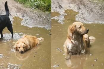 VIDEO | Viviendo su mejor vida: Perrito se hace viral por descansar en medio de un charco de barro