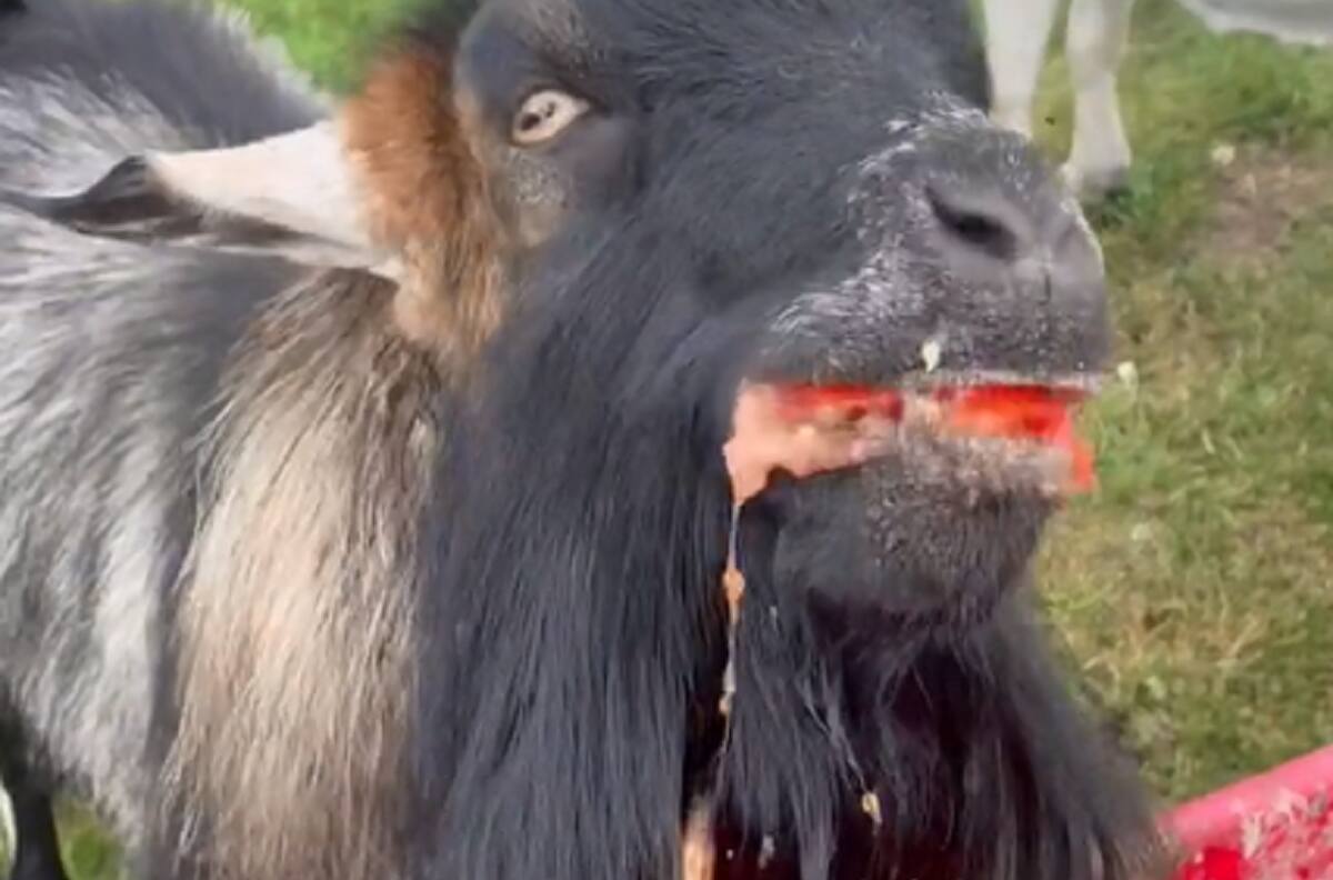 VIDEO | Con ASMR incluido: Tiernas cabras se vuelven virales por su divertida forma de comer tomate