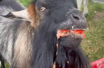 VIDEO | Con ASMR incluido: Tiernas cabras se vuelven virales por su divertida forma de comer tomate