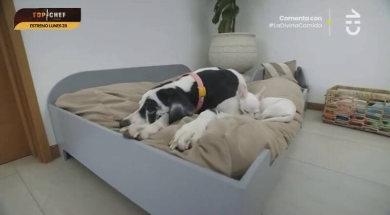 Los perros de Kika Silva, el más pequeño, "Carlitos Rodríguez", ya fue visto en su casa en Maitencillo.