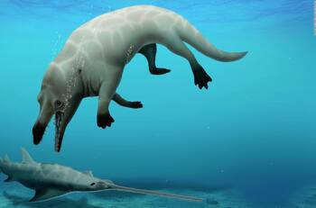 Encuentran en Egipto un fósil de ballena con cuatro patas que podría ser terrestre y acuático