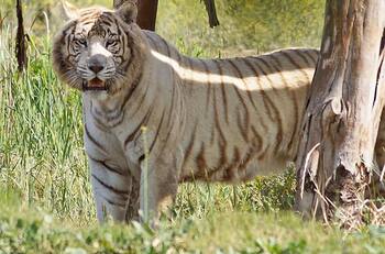 Parque Safari de Rancagua entregó nuevos antecedes por muerte de trabajadora por un tigre