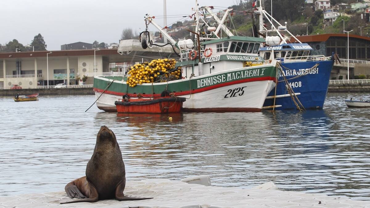 Cuatro extranjeros son detenidos por la PDI por cazar y cocinar un lobo marino en Arica