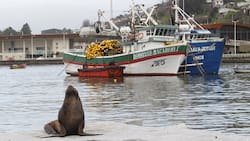 Cuatro extranjeros son detenidos por la PDI por cazar y cocinar un lobo marino en Arica