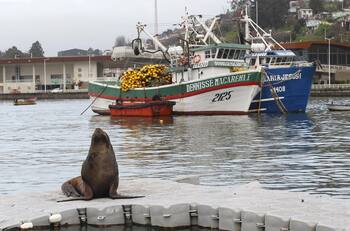 Cuatro extranjeros son detenidos por la PDI por cazar y cocinar un lobo marino en Arica