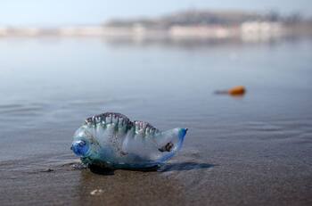 Detectan fragata portuguesa en Región de Valparaíso: ¿Qué síntomas provoca y qué pasa si te pica?