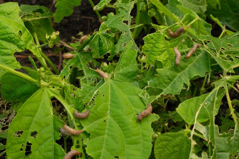 Conoce las recomendaciones para alejar los caracoles y babosas del patio de tu hogar.