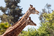 Buinzoo: Horarios, precios de las entradas y cómo llegar a este panorama ideal para niños