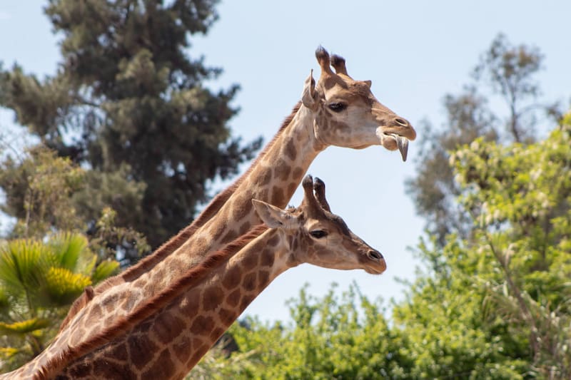 El parque aloja a varias especies de animales de todos los rincones del mundo, asegurando su preservación. Créditos: Google Maps.