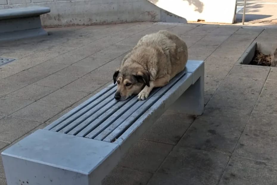 Diariamente, las personas se toman al menos una hora para ir a cuidarlos.