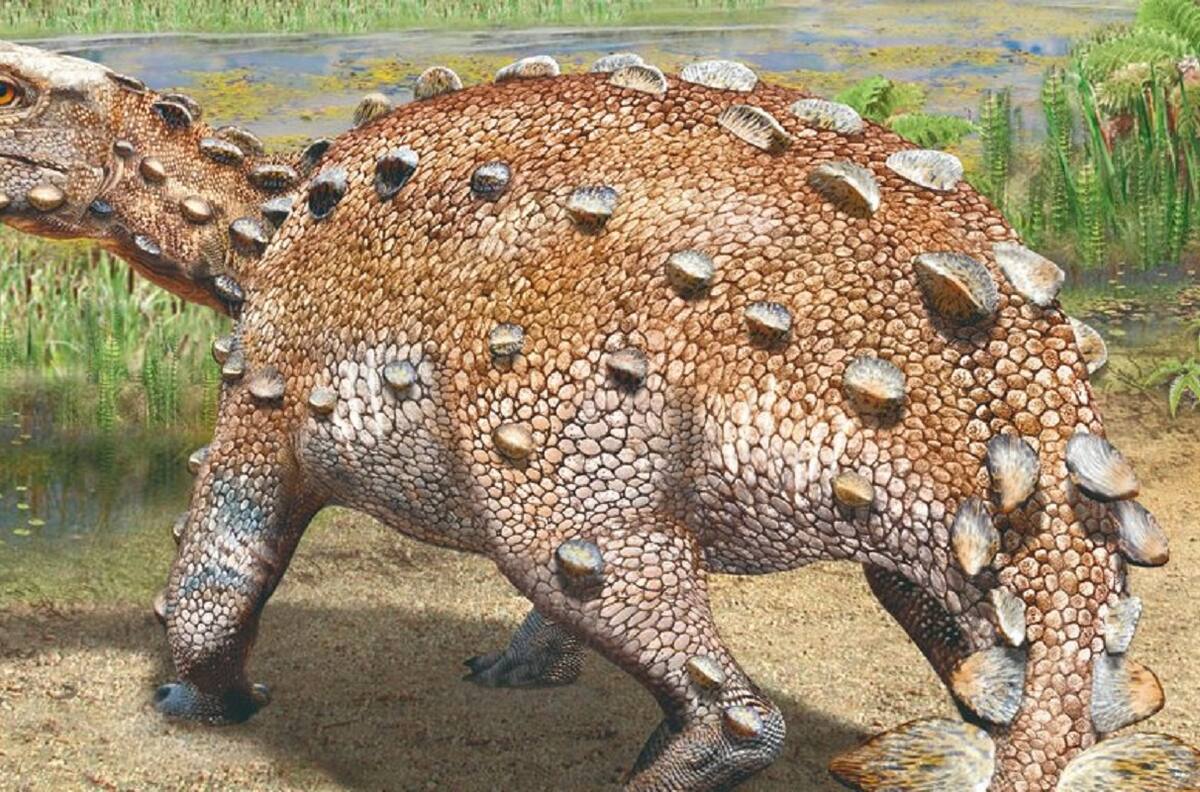 Stegouros Elengassen: así es la nueva especie de dinosaurio acorazado descubierto en Chile