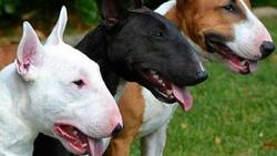 Niño de 1 año resultó con múltiples lesiones luego de ser atacado por un perro bull terrier