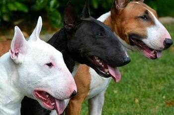 Niño de 1 año resultó con múltiples lesiones luego de ser atacado por un perro bull terrier