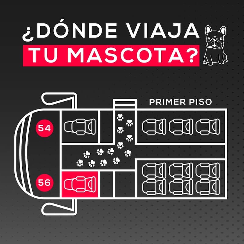 Para viajar con tu mascota en Talpa, París y Londres, es necesario que compres los pasajes señalados en la foto.