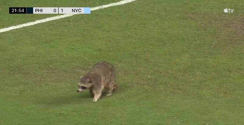 El animal invadió el partido entre Philadelphia y New York City.