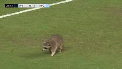 VIDEO | Los regateó a todos: Un mapache invadió la cancha en un partido de la MLS