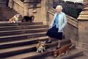 El curioso truco de la Reina Isabel II para calmar a sus perros corgis