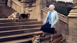El curioso truco de la Reina Isabel II para calmar a sus perros corgis