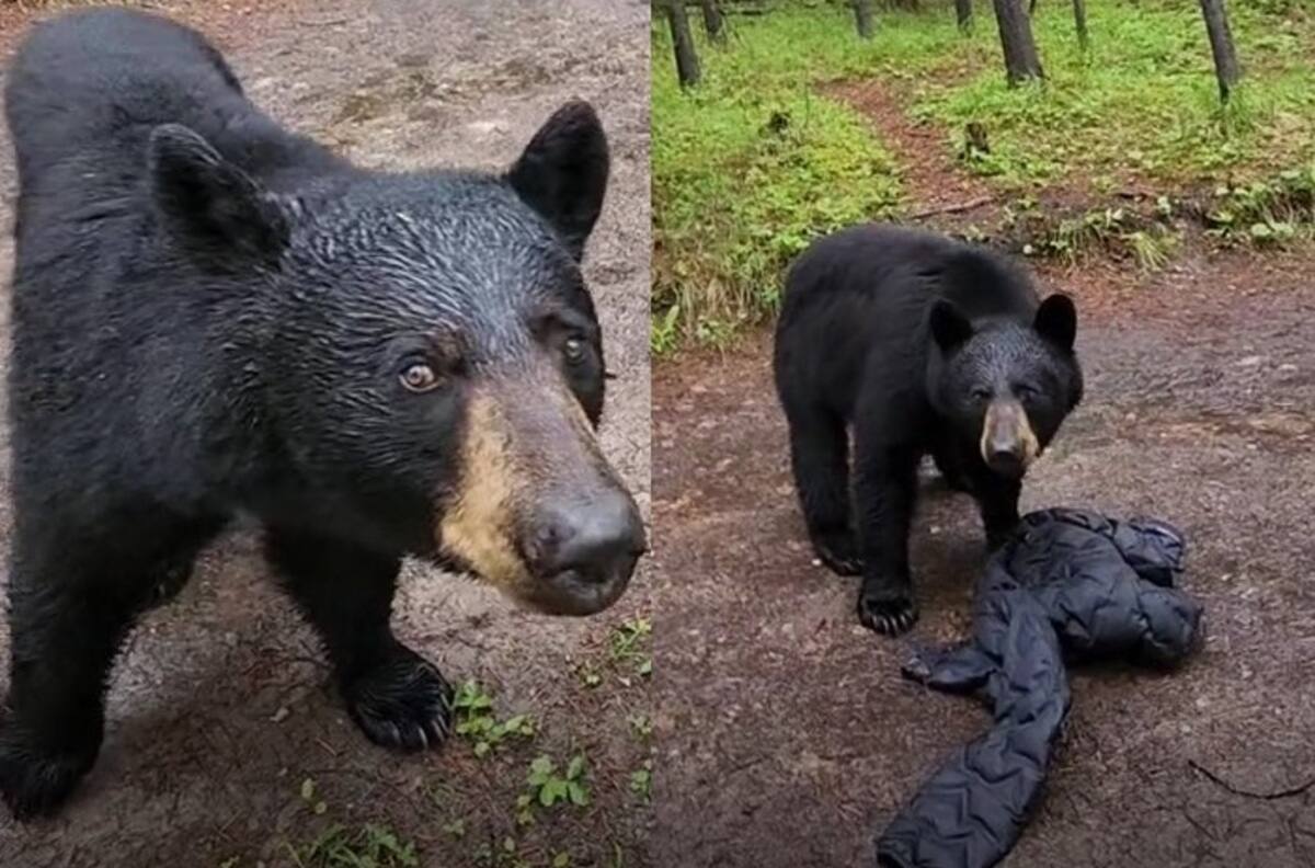 VIDEO | ¡Petrificado!: Hombre se encontró cara a cara con un oso y grabó el tenso momento