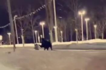 VIDEO | Alaska: Un alce pateó a una mujer que paseaba a su perro en la calle