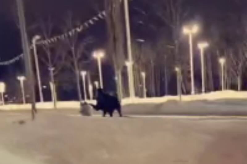 Alce patea la cabeza de una mujer mientras paseaba a su perro.
Crédito: Captura de video.