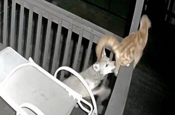 VIDEO | ¡Me pareció ver un lindo gatito! Coyote intentó cazar a felino para su cena en Texas