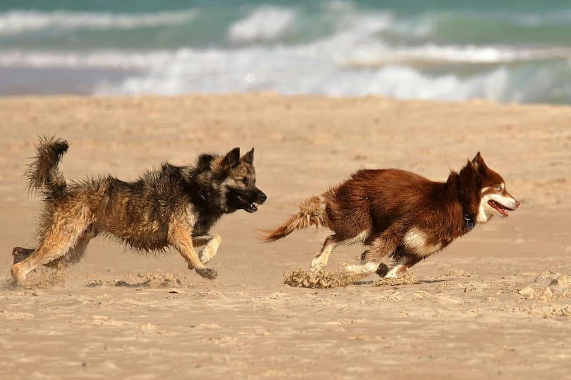Cachagua, Zapallar y La Laguna restringen el acceso de mascotas durante la temporada de verano. Foto: Pexels.
