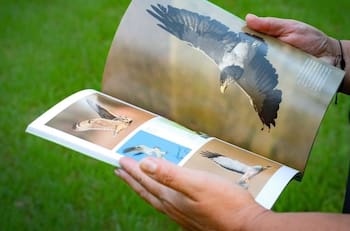 "Conociendo la Biodiversidad de Chile": El libro guía que nos enseña la belleza natural de la zona central