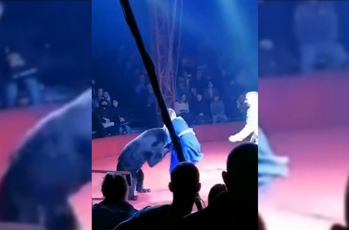 VIDEO | Oso pardo ataca a una artista embarazada en medio de un show de circo