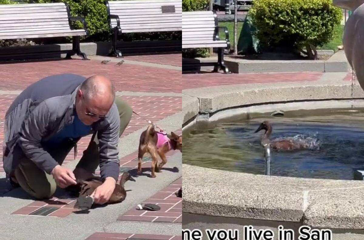 VIDEO | ¡Al agua!: Pato se prepara para nadar y su humano le quita la ropa antes de lanzarlo a pileta