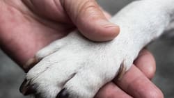 ¿Y ahora qué hago con él? El dilema de despedir a una mascota en Chile