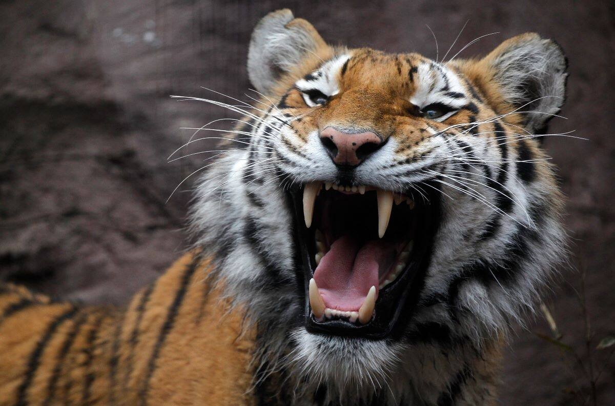 Muerte de joven en Safari de Rancagua: Animalistas exigen sumario y que no se sacrifique al tigre