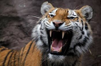 Muerte de joven en Safari de Rancagua: Animalistas exigen sumario y que no se sacrifique al tigre