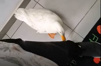 VIDEO | ¡Dame mi comida! Humano prepara merienda de su mascota mientras esta lo picotea
