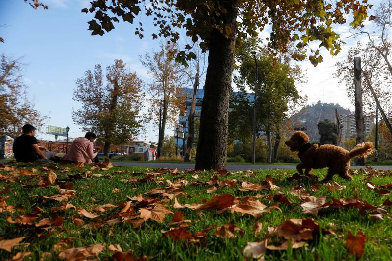 La caída de las hojas de los árboles es una de las características principales de la estación.