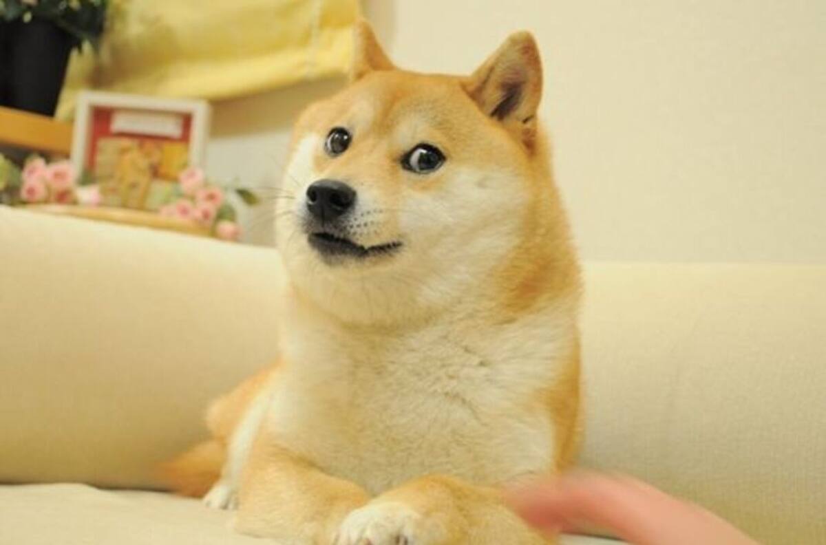 Famosa perrita del meme "Doge" se encuentra en delicado estado de salud por su leucemia