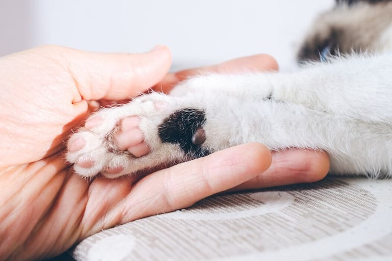 Especialistas recomiendan mascotas porque promueven la secreción de hormonas que alivian síntomas de estrés y ansiedad, entre otros.