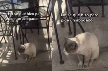 VIDEO | Pide un abogato: Gato se vuelve viral en redes sociales por emitir particular maullido