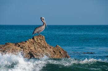 SAG confirma primer caso de gripe aviar en un pelícano de Valparaíso: Enfermedad se expande al sur