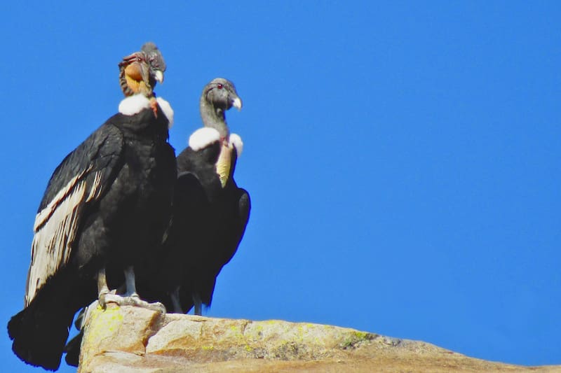 Uno de los tantos animales que se pueden contemplar en la reserva. Foto: Altos de Cantillana.