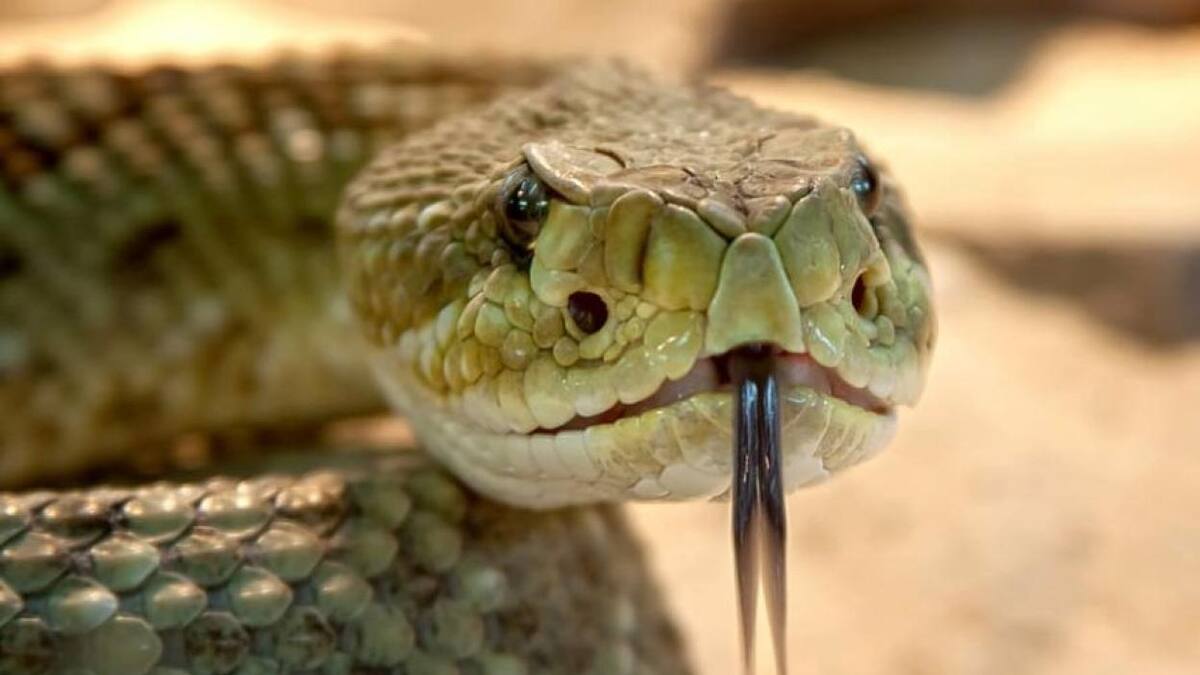 Hombre mató a su esposa haciendo que una cobra la mordiera mientras dormía