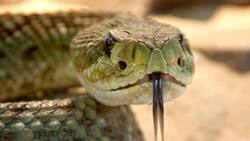 Hombre mató a su esposa haciendo que una cobra la mordiera mientras dormía