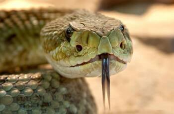 Hombre mató a su esposa haciendo que una cobra la mordiera mientras dormía