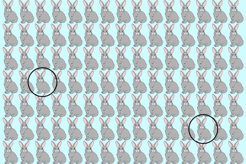 Acá estaban los dos conejitos diferentes.