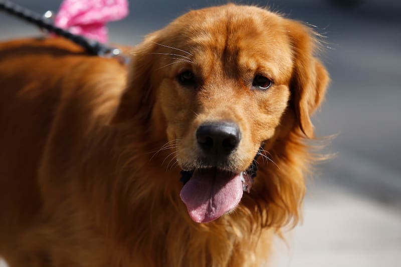 Entérate cómo funciona el nuevo servicio que te permitirá viajar con tu mascota en bus.