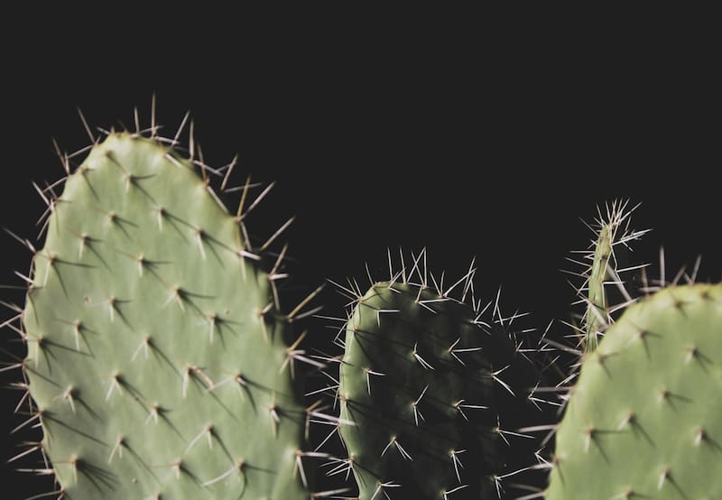 Según la técnica milenaria del FengShui, los cactus pueden interfetir en las relaciones si los mantienes el interior de casa ya que sus espinas y su excesiva energía "yang" son capaces de crear entornos poco acogedores y agresivos. Foto: Befunky
