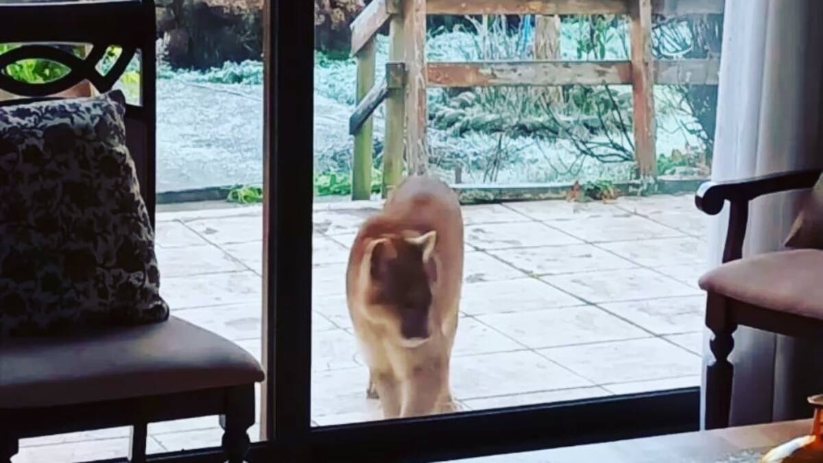 VIDEO | ¡Qué ternura!: Puma cachorro es visto al interior de una casa en Puerto Montt