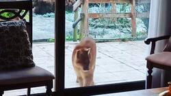 VIDEO | ¡Qué ternura!: Puma cachorro es visto al interior de una casa en Puerto Montt