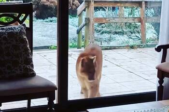 VIDEO | ¡Qué ternura!: Puma cachorro es visto al interior de una casa en Puerto Montt