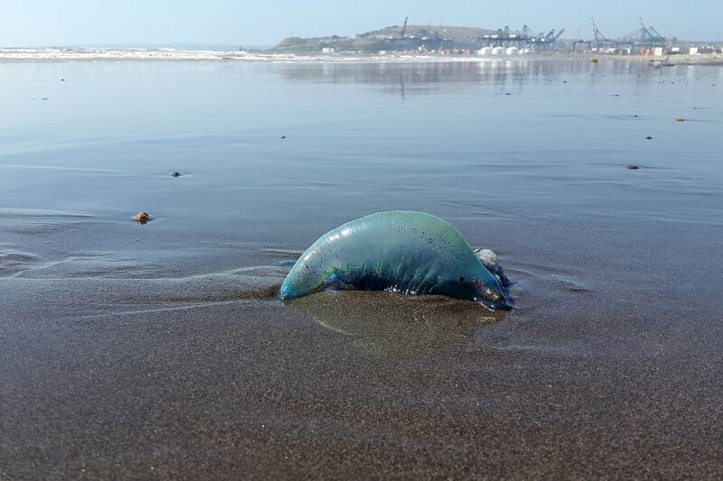 Conoce qué hacer ante una picadura de fragata portuguesa. Créditos: ATON.